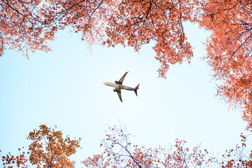 Passenger airplane flying between autumn maple trees in the forest. bottom view.