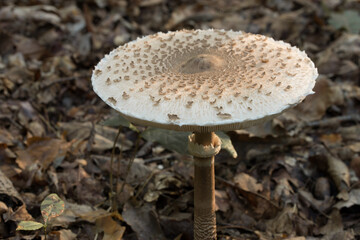 Macrolepiota procera,  parasol mushroom closeup