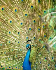 Obraz na płótnie Canvas Peacock Stock Photos. Close-up, displaying fold open elaborate fan with train shimmering feathers with blue-green plumage with eye spots on the fan tail, in its environment and habitat. Image. 