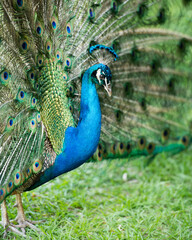 Peacock Photo Stock.  Peacock bird close-up profile view. Peacock bird, the beautiful colourful bird. Courtship. Fan tail.