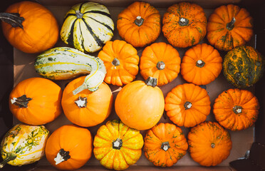 Colorful Pumpkins Top View, Autumn Fall Vintage Background