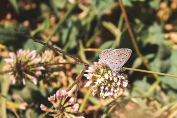 colorful butterfly and flower in nature