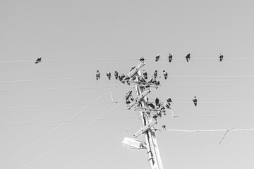 Birds landscape standing on lamppost