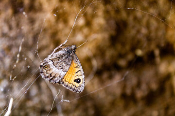 colorful butterfly and flower in nature