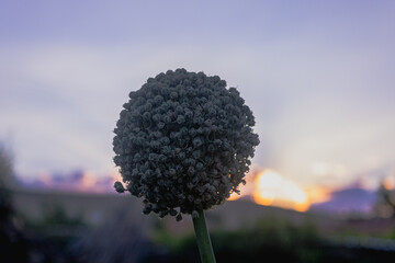 nature photo in sunset landscape