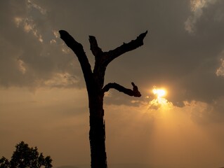 silhouette of a tree in the sunset, tree on backdrop of sky