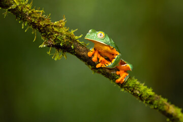 Cruziohyla calcarifer, the splendid leaf frog or splendid treefrog, is a tree frog of the family Phyllomedusidae described in 1902 by George Albert Boulenger.