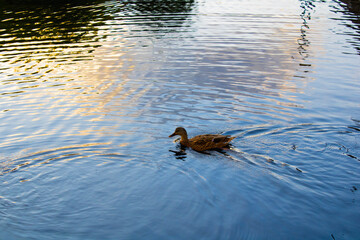 Mallard Duck Anas platyrhynchos swimming 