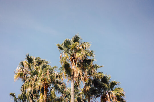 Staggered Palm Tree