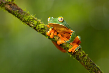 Cruziohyla calcarifer, the splendid leaf frog or splendid treefrog, is a tree frog of the family...
