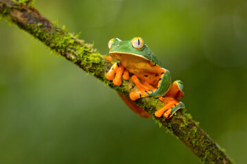 Cruziohyla calcarifer, the splendid leaf frog or splendid treefrog, is a tree frog of the family Phyllomedusidae described in 1902 by George Albert Boulenger.