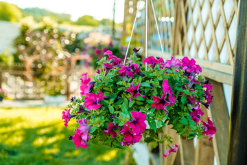 Baskets of hanging petunia flowers on balcony. Petunia flower in ornamental plant.