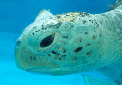 Closeup of a turtle head
