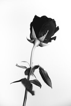 Black and white photo of a blooming black velvet rose on a white background. Plant close-up, art photo of a rose. Very beautiful still life of a feminine flower