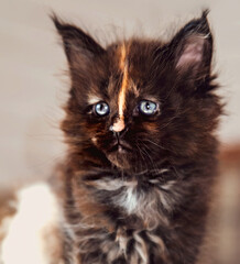 Beautiful fluffy multi colored black maine coon baby kitten looking curios blue eyes. Closeup
