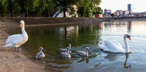 Swan Serenity is a lovely swan family. Swans glide along the serene surface of the lake. © Sviatlana