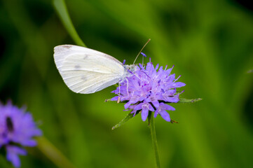 A white butterfly on a purple flower in a garden
