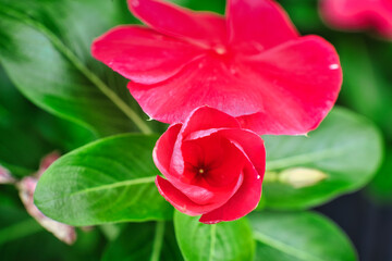 Attention is in the details. A flawless blossom of flowers, A picture is worth a thousand words