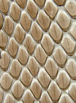 Closeup macrophotograph of the shed skin of a snake showing patterns and textures of scales