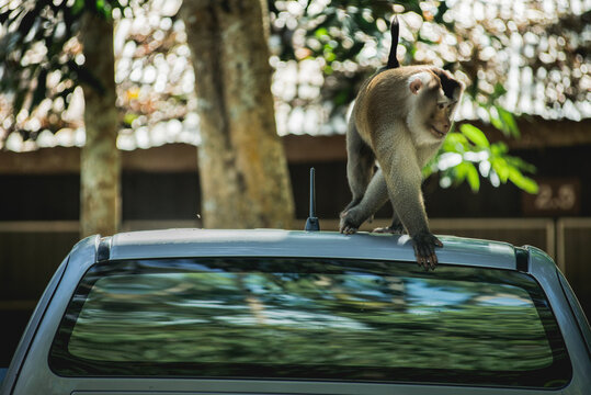 Monkey On The Roof Of A Car
