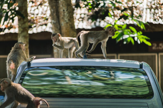 Monkey On The Roof Of A Car