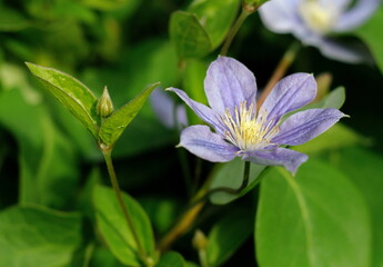 Blue clematis in the garden on a summer morning. Moscow region. Russia.