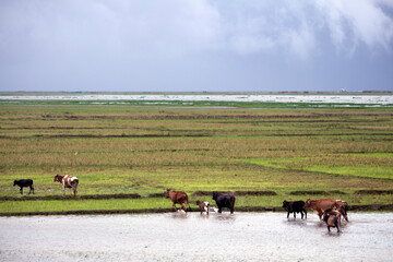 Cows Are Crossing The River