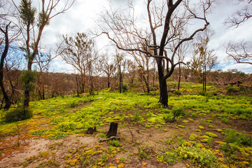 Obraz premium Plenty Gorge Parklands in Australia