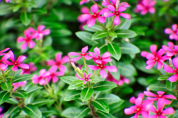 Attention is in the details. A flawless blossom of flowers, A picture is worth a thousand words