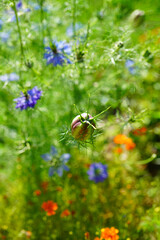 Blue flowers of Love-in-a-mist Nigella
