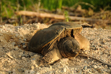 Snapping turtle Stock Photos.Snapping turtle close-up profile view displaying its turtle shell, head, eye, nose, paws, with sand background in its environment and habitat.