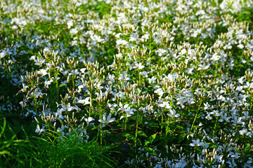 Fototapeta premium White cleome spider flowers in bloom