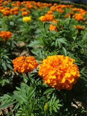 orange color marigold flowers