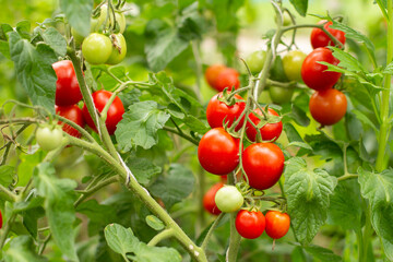Ripe tomatoes growing on bushes in the garden.