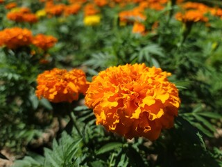 orange color marigold flowers