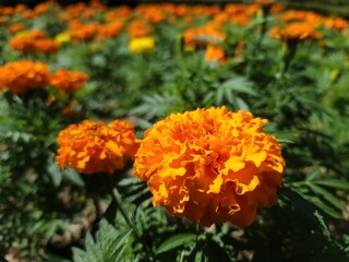orange color marigold flowers
