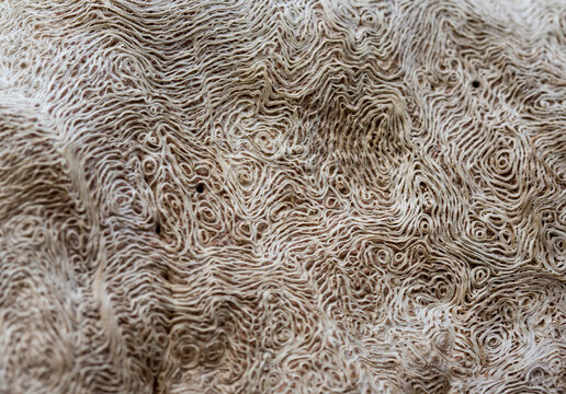 Swirling texture of old tree trunk