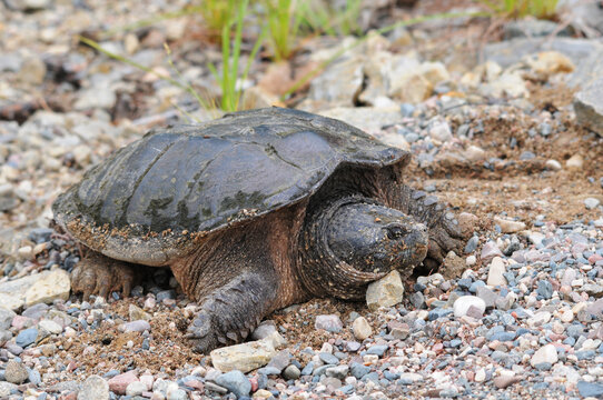 Turtle Snapping turtle photo. Snapping turtle close-up profile view displaying its turtle shell, head, eye, nose, paws, with sand background in its environment and habitat. Picture. Portrait. Image.
