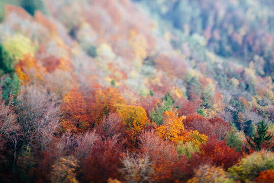 Tilt shift miniature view of autumn forest