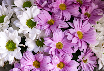 Fototapeta na wymiar Bouquet of chrysanthemums. Pink and white chrysanthemums close up