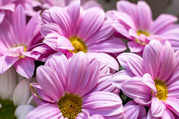 Bouquet of chrysanthemums. Pink chrysanthemums close up