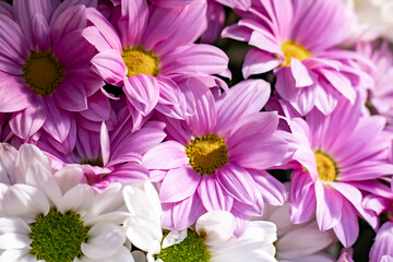 Bouquet of chrysanthemums. Pink and white chrysanthemums close up