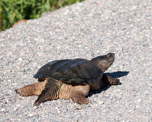 Turtle Snapping turtle photo. Snapping turtle back close-up profile rear view displaying its turtle shell, head, eye, nose, paws, tail with blur  background and gravel, in its environment and habitat.