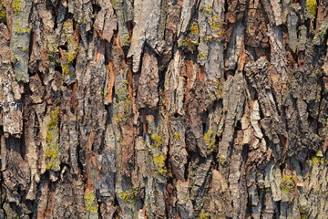 a surface made from many pieces of bark