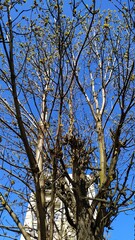 Blue sky through tree branches without leaves