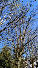 Blue sky through tree branches without leaves