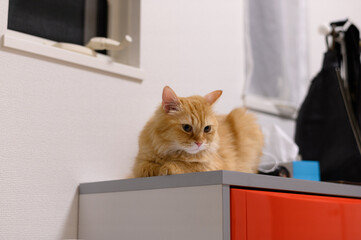 タンスの上でくつろぐ猫（マンチカン）