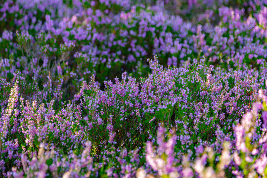 Heidebl&uuml;te