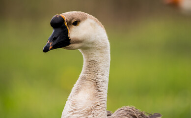 portrait of a goose