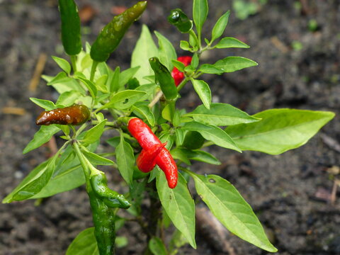 Capsicum annuum L. var. minimum (Miller) Heise, Solanaceae family. Location: Hanover distrct, Germany